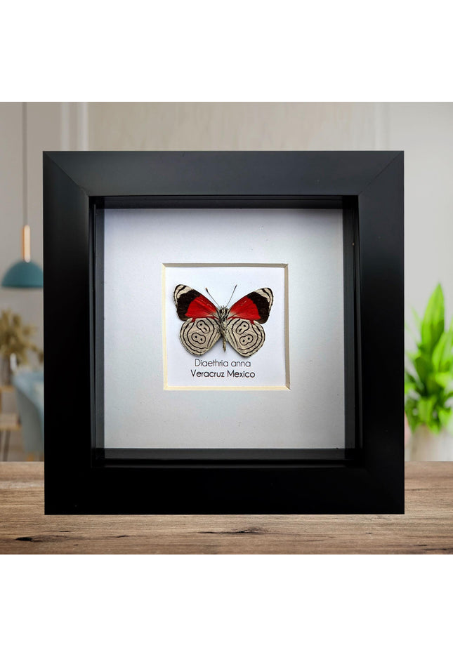 Diaethria anna, anna's eighty-eight,  from mexico, frame 4" x 4"