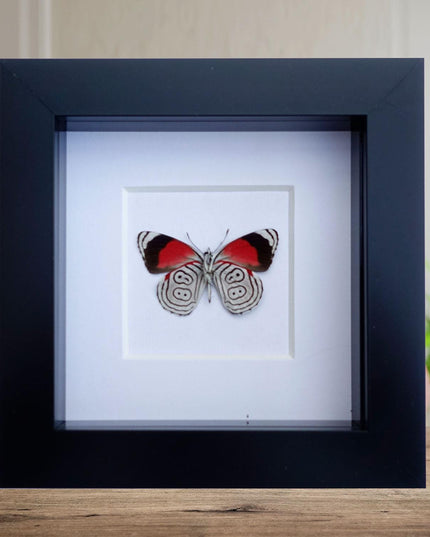 Diaethria anna, anna's eighty-eight,  from mexico, frame 4" x 4"