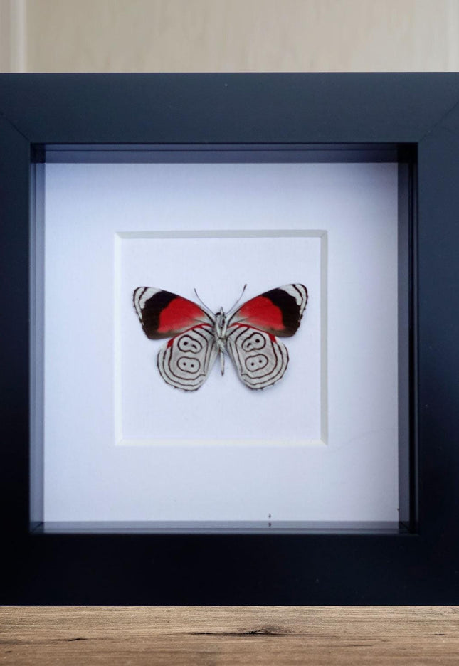 Diaethria anna, anna's eighty-eight,  from mexico, frame 4" x 4"