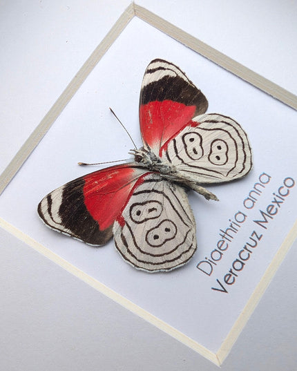 Diaethria anna, anna's eighty-eight,  from mexico, frame 4" x 4"