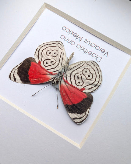 Diaethria anna, anna's eighty-eight,  from mexico, frame 4" x 4"