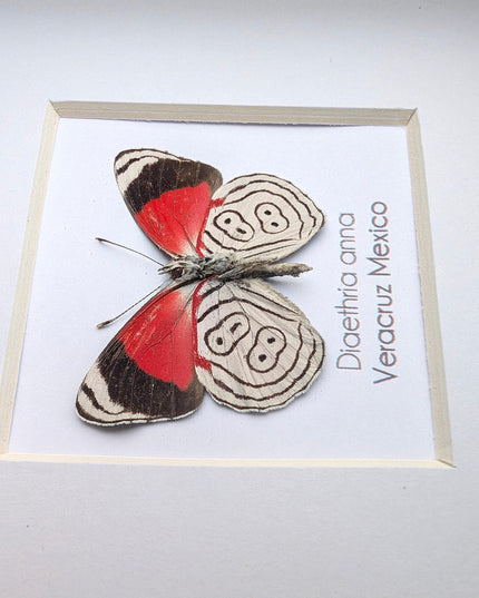 Diaethria anna, anna's eighty-eight,  from mexico, frame 4" x 4"