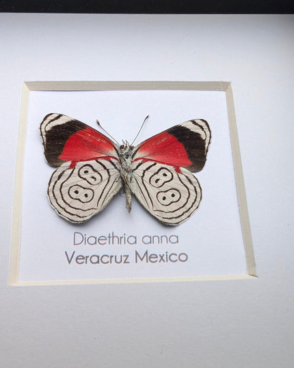 Diaethria anna, anna's eighty-eight,  from mexico, frame 4" x 4"