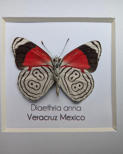 Diaethria anna, anna's eighty-eight,  from mexico, frame 4" x 4"