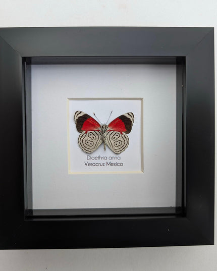 Diaethria anna, anna's eighty-eight,  from mexico, frame 4" x 4"