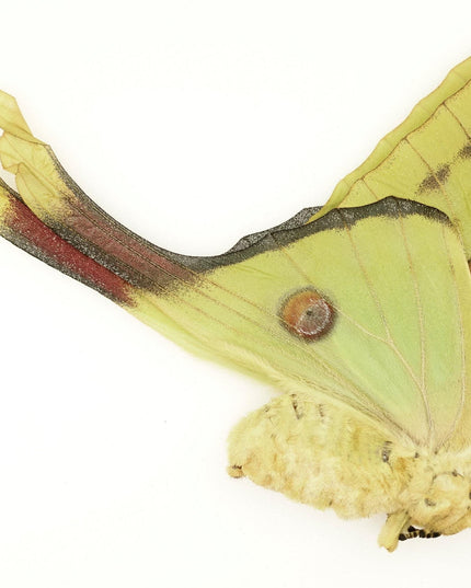 Argema mitrei | comet moth | male/female | Madagascar | papered item
