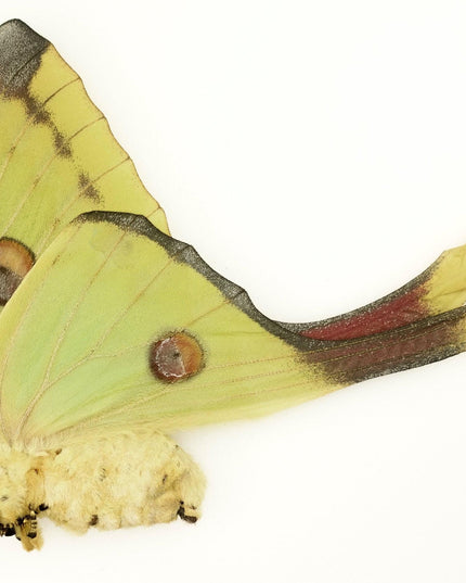 Argema mitrei | comet moth | male/female | Madagascar | papered item