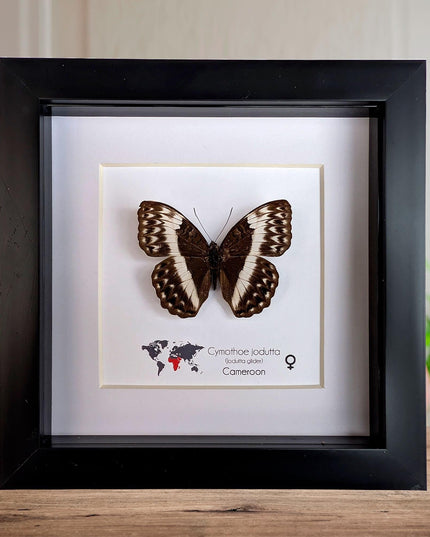 Framed Cymothoe jodutta Female Butterfly, 6x6 Taxidermy Wall Decor