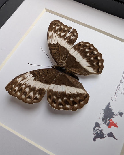 Framed Cymothoe jodutta Female Butterfly, 6x6 Taxidermy Wall Decor