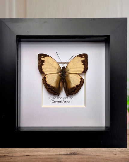 Framed Cymothoe Jodutta Butterfly, African Glider Taxidermy (4x4)