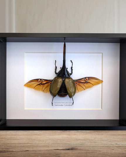 Dynastes hercules lychyi, hercules rhino beetle, rhinocerus beetle, giant beetle from colombia, frame a4