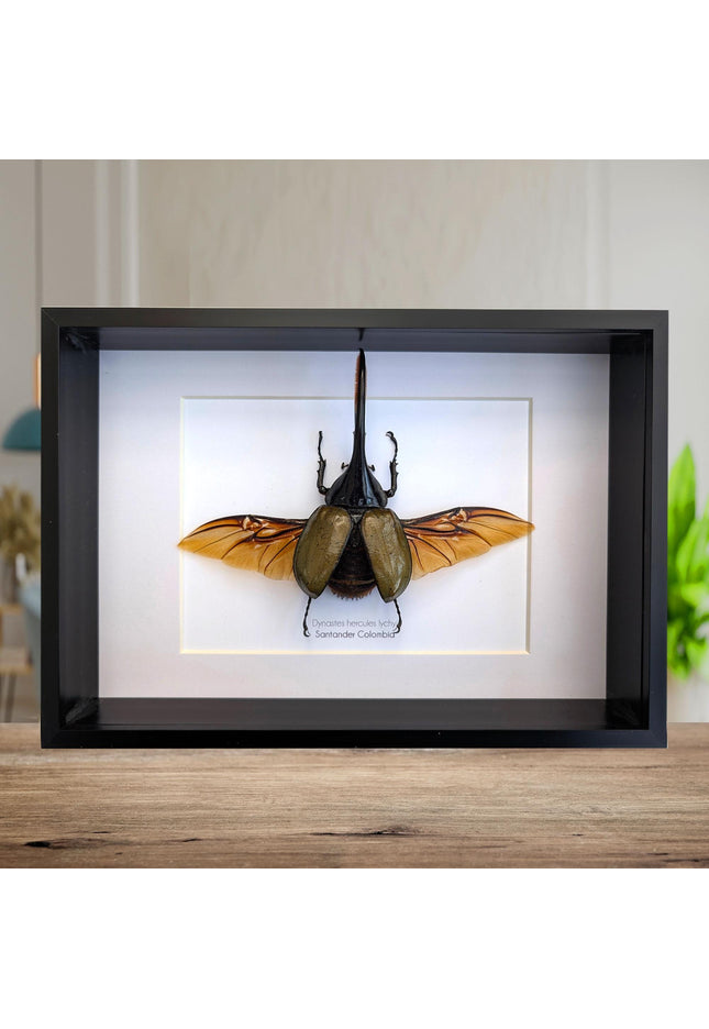 Dynastes hercules lychyi, hercules rhino beetle, rhinocerus beetle, giant beetle from colombia, frame a4