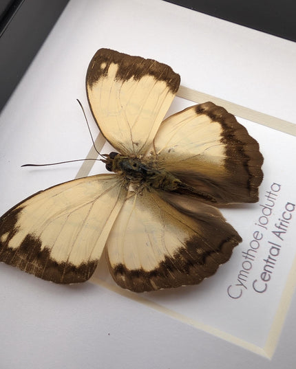 Framed Cymothoe Jodutta Butterfly, African Glider Taxidermy (4x4)