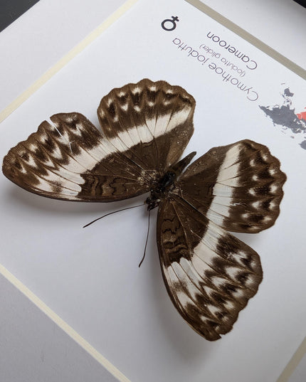 Framed Cymothoe jodutta Female Butterfly, 6x6 Taxidermy Wall Decor