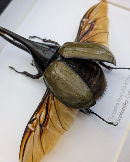 Dynastes hercules lychyi, hercules rhino beetle, rhinocerus beetle, giant beetle from colombia, frame a4