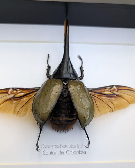 Dynastes hercules lychyi, hercules rhino beetle, rhinocerus beetle, giant beetle from colombia, frame a4