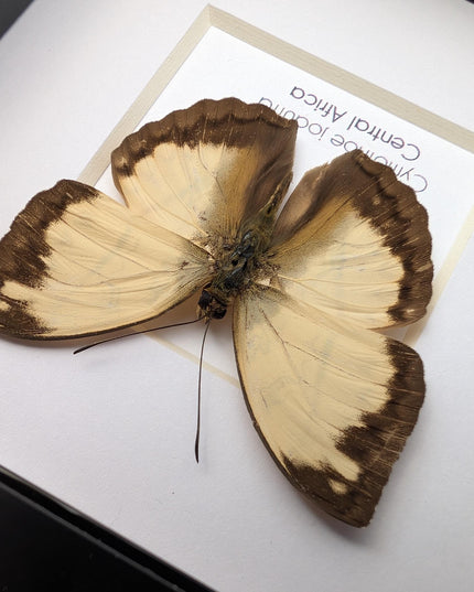 Framed Cymothoe Jodutta Butterfly, African Glider Taxidermy (4x4)