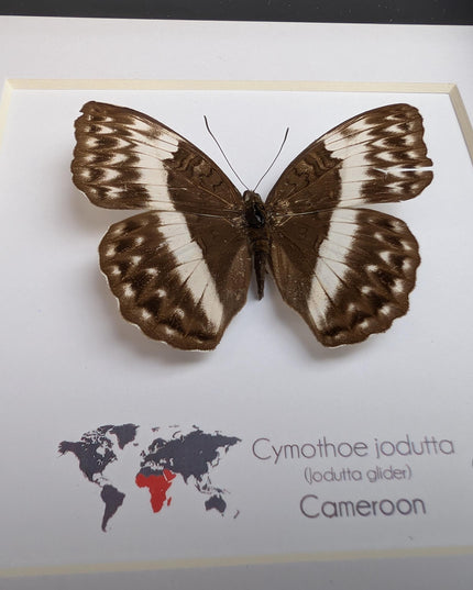 Framed Cymothoe jodutta Female Butterfly, 6x6 Taxidermy Wall Decor