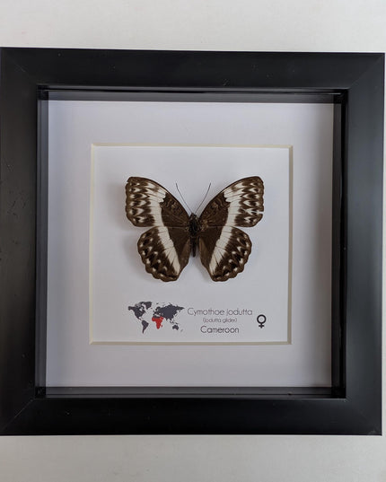 Framed Cymothoe jodutta Female Butterfly, 6x6 Taxidermy Wall Decor