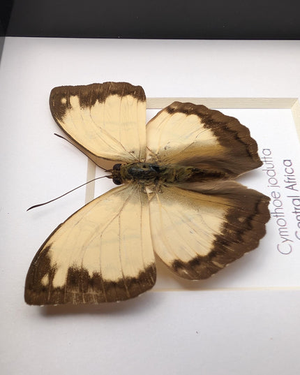 Framed Cymothoe Jodutta Butterfly, African Glider Taxidermy (4x4)