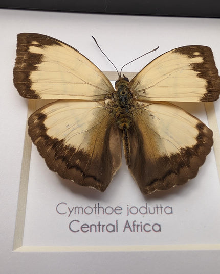 Framed Cymothoe Jodutta Butterfly, African Glider Taxidermy (4x4)