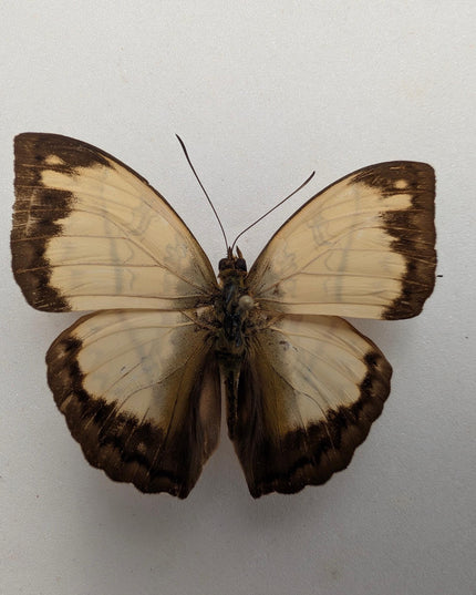 Framed Cymothoe Jodutta Butterfly, African Glider Taxidermy (4x4)