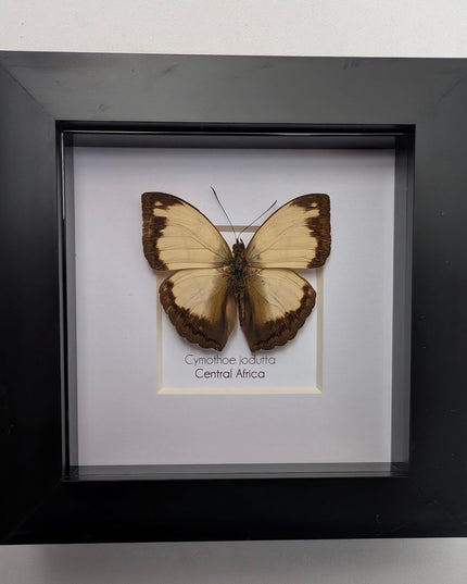 Framed Cymothoe Jodutta Butterfly, African Glider Taxidermy (4x4)