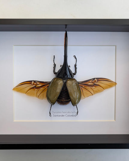 Dynastes hercules lychyi, hercules rhino beetle, rhinocerus beetle, giant beetle from colombia, frame a4