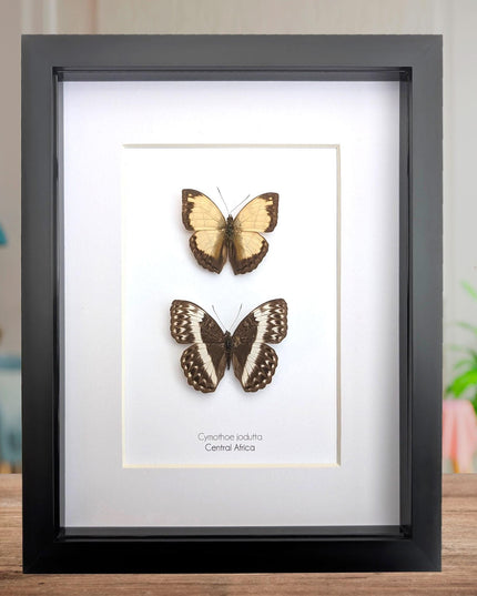 Framed Cymothoe jodutta Pair, Taxidermy Butterfly Wall Decor, 8x10
