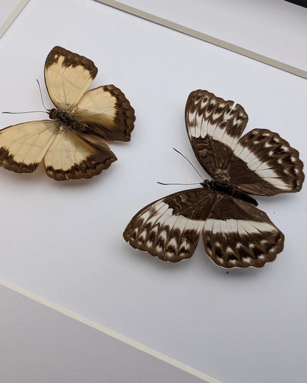 Framed Cymothoe jodutta Pair, Taxidermy Butterfly Wall Decor, 8x10