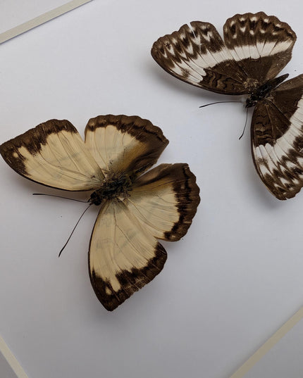Framed Cymothoe jodutta Pair, Taxidermy Butterfly Wall Decor, 8x10