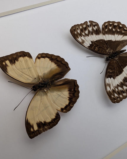Framed Cymothoe jodutta Pair, Taxidermy Butterfly Wall Decor, 8x10