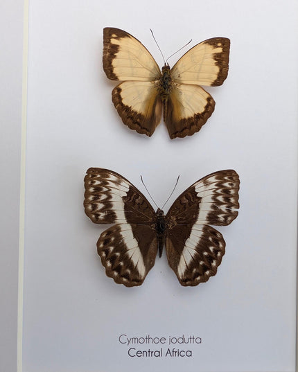 Framed Cymothoe jodutta Pair, Taxidermy Butterfly Wall Decor, 8x10