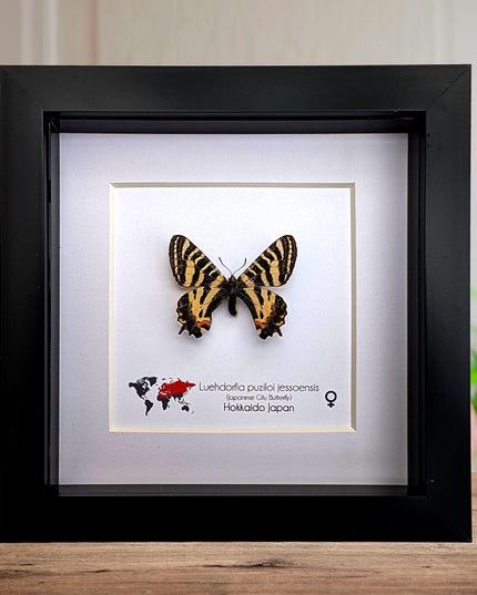 Framed Jesso Spotted Apollo Butterfly Taxidermy, Nature Art Display (6x6)
