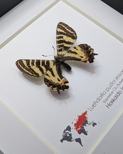 Framed Jesso Spotted Apollo Butterfly Taxidermy, Nature Art Display (6x6)