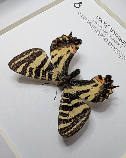 Framed Jesso Spotted Apollo Butterfly Taxidermy, Nature Art Display (6x6)