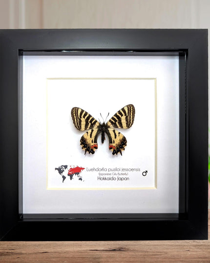 Jesso Spotted Apollo Butterfly Display, Luehdorfia puziloi jessoensis, Taxidermy Gift, 6x6