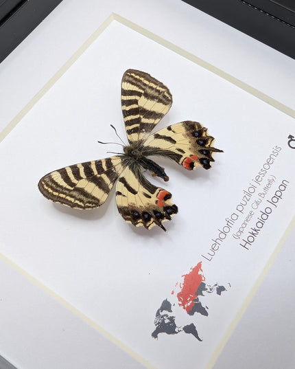 Jesso Spotted Apollo Butterfly Display, Luehdorfia puziloi jessoensis, Taxidermy Gift, 6x6