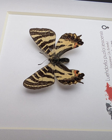 Framed Jesso Spotted Apollo Butterfly Taxidermy, Nature Art Display (6x6)
