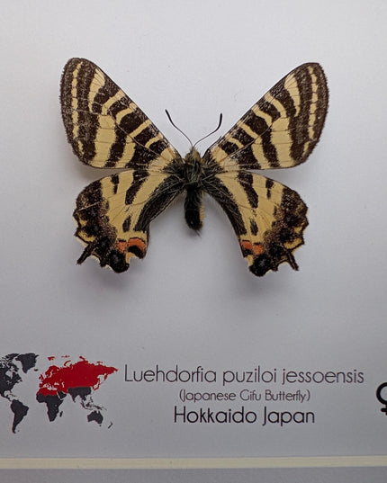 Framed Jesso Spotted Apollo Butterfly Taxidermy, Nature Art Display (6x6)