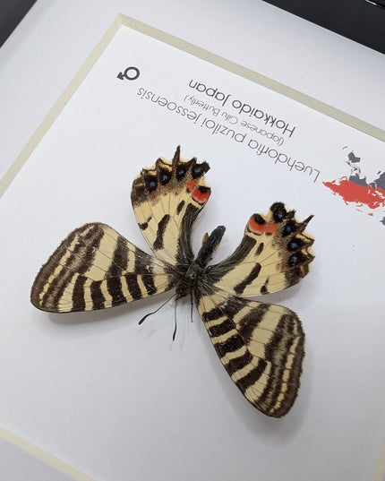 Jesso Spotted Apollo Butterfly Display, Luehdorfia puziloi jessoensis, Taxidermy Gift, 6x6
