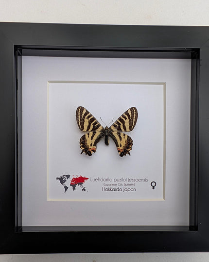 Framed Jesso Spotted Apollo Butterfly Taxidermy, Nature Art Display (6x6)
