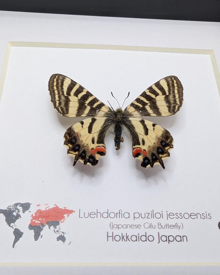 Jesso Spotted Apollo Butterfly Display, Luehdorfia puziloi jessoensis, Taxidermy Gift, 6x6