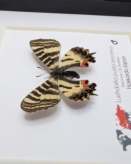 Jesso Spotted Apollo Butterfly Display, Luehdorfia puziloi jessoensis, Taxidermy Gift, 6x6
