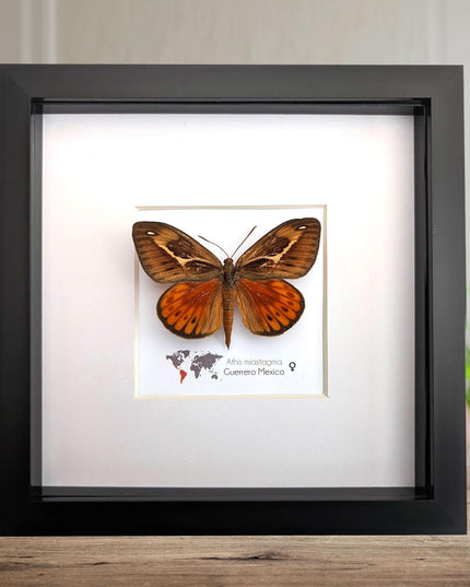 Framed Athis Miastagma Moth, Rare Taxidermy Insect Wall Art (8x8)