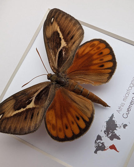Framed Athis Miastagma Moth, Rare Taxidermy Insect Wall Art (8x8)