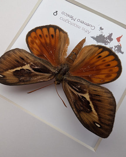 Framed Athis Miastagma Moth, Rare Taxidermy Insect Wall Art (8x8)