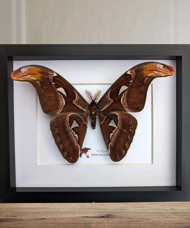 Framed atlas moth taxidermy: entomology wall art (10"x8")