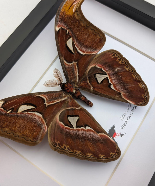 Framed atlas moth taxidermy: entomology wall art (10"x8")