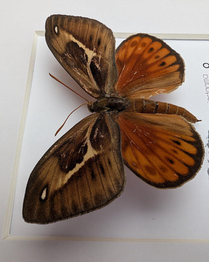 Framed Athis Miastagma Moth, Rare Taxidermy Insect Wall Art (8x8)